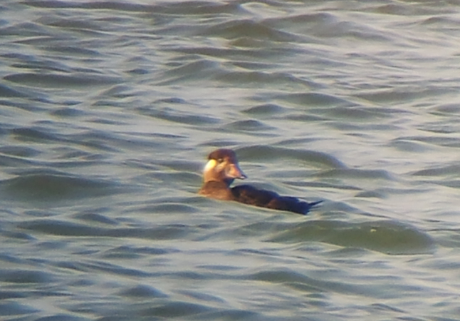 Surf Scoter
