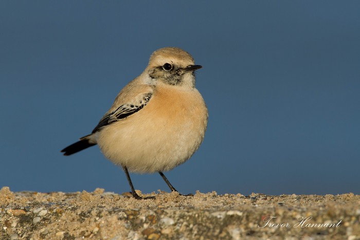 Desert Wheatear