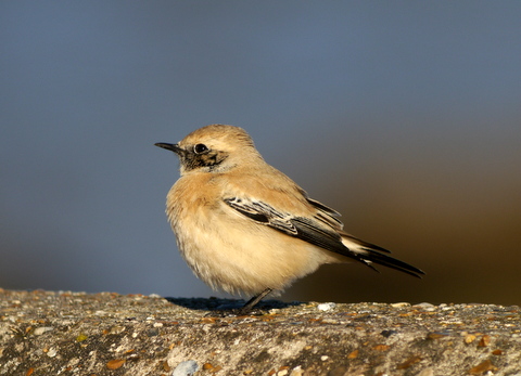 Desert Wheatear