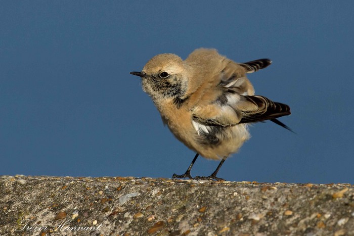 Desert Wheatear