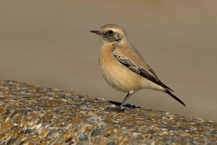 Desert Wheatear