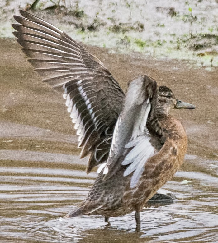 Garganey