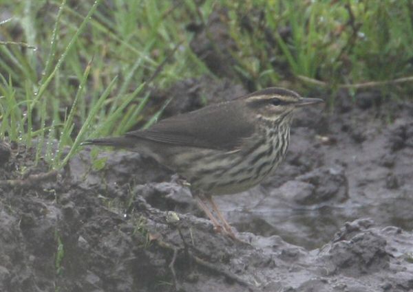 Northern Waterthrush
