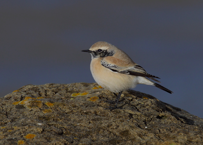 Desert Wheatear