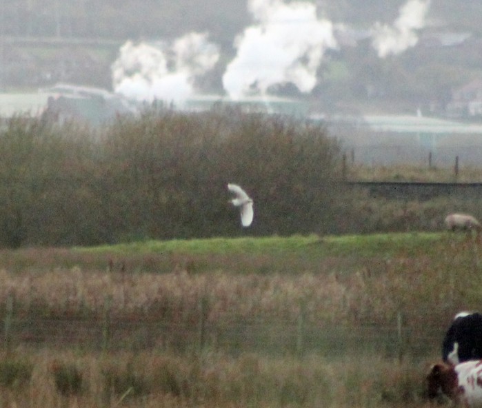 Cattle Egret