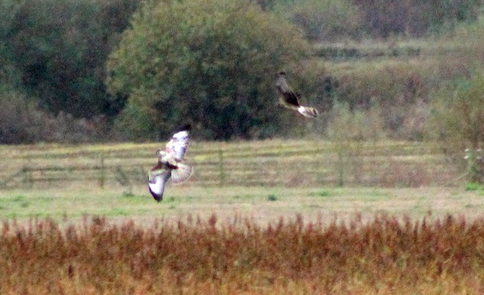 Hen Harrier