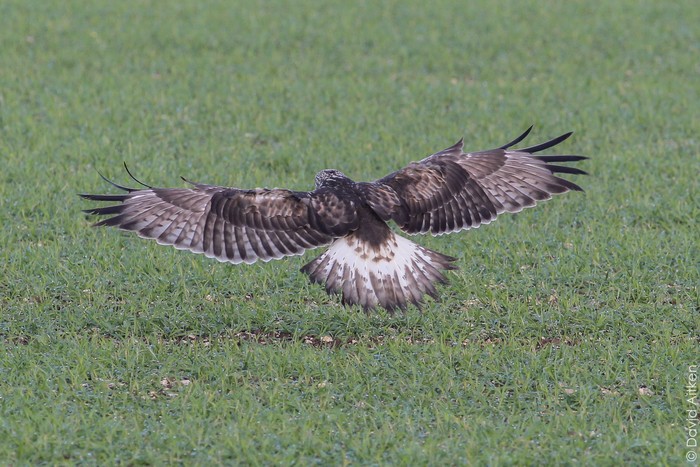 Rough-legged Buzzard