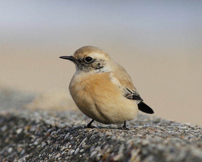 Desert Wheatear