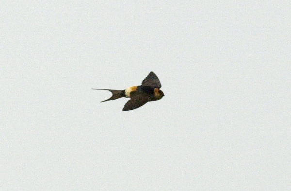 Red-rumped Swallow