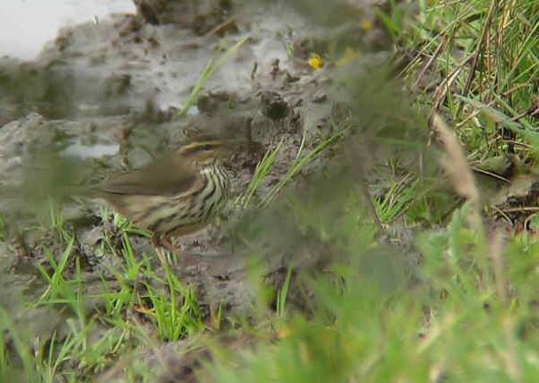 Northern Waterthrush