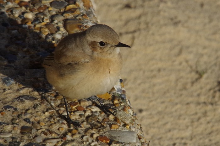Desert Wheatear
