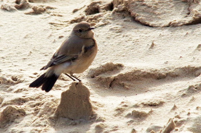 Desert Wheatear
