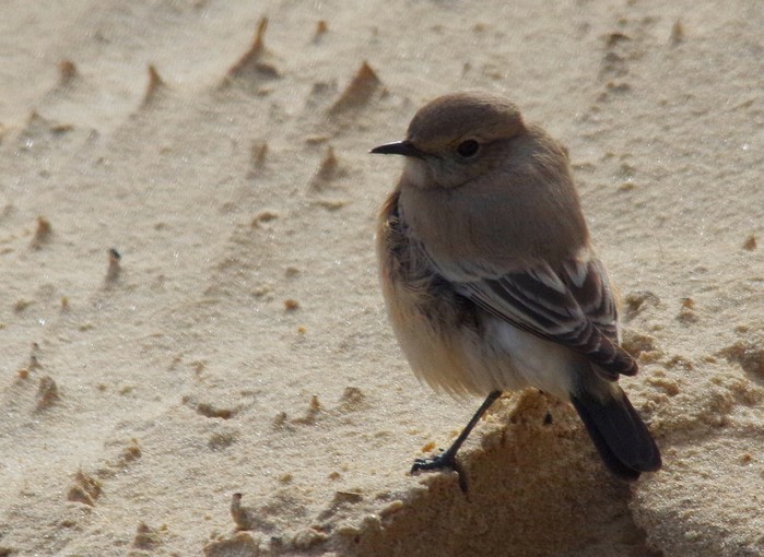 Desert Wheatear