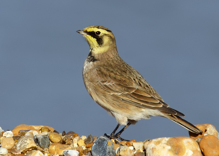 Shorelark