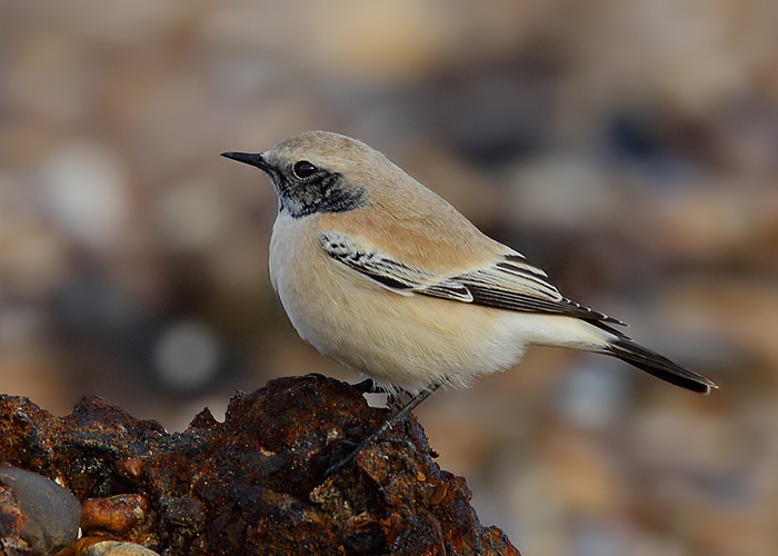 Desert Wheatear