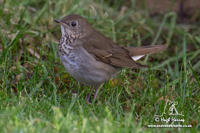 Grey-cheeked Thrush