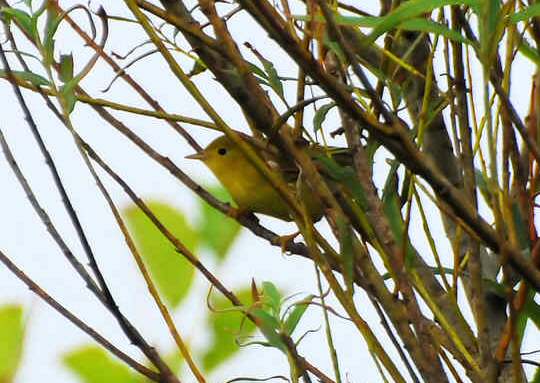 Yellow Warbler