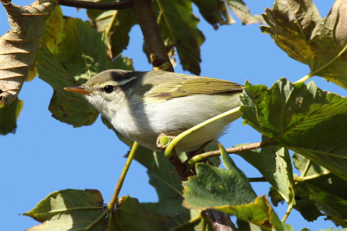 Eastern Crowned Warbler