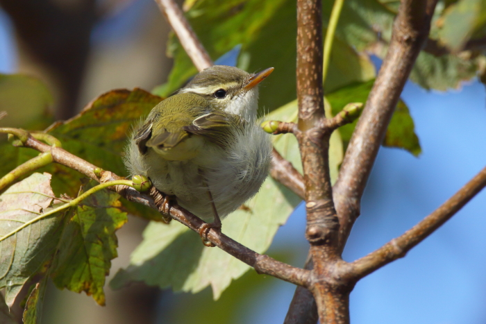 Eastern Crowned Warbler