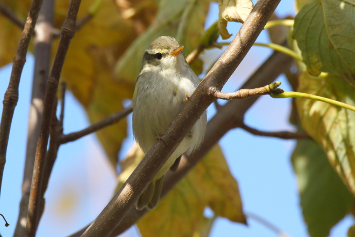Eastern Crowned Warbler