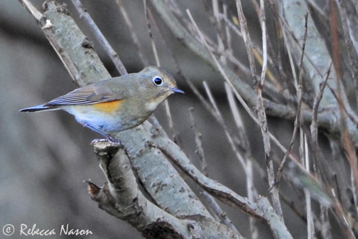 Red-flanked Bluetail