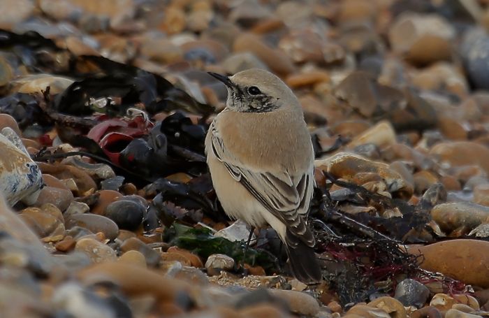 Desert Wheatear
