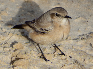 Desert Wheatear