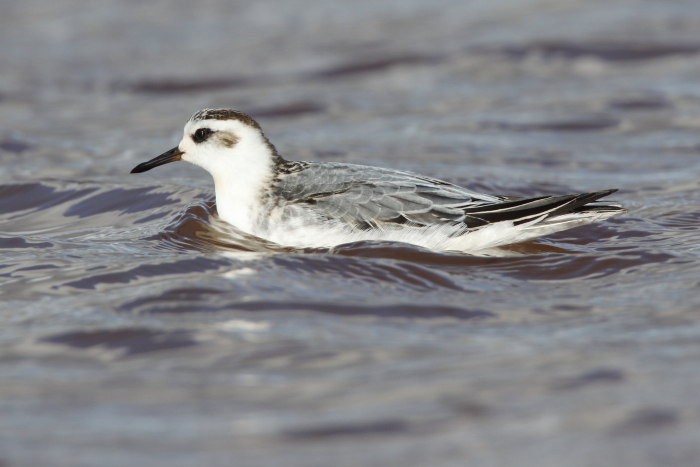 Grey Phalarope