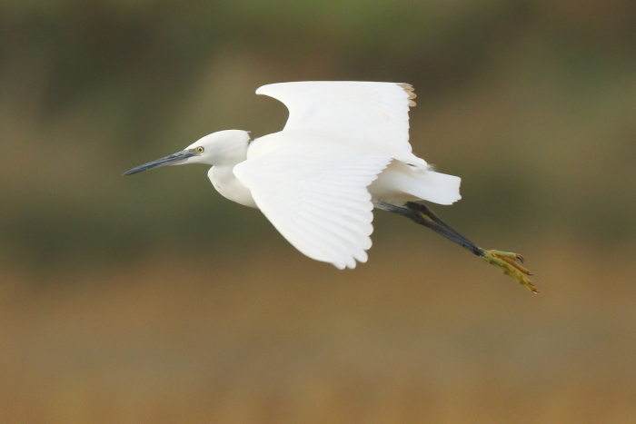 Little Egret