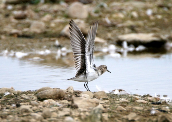 Baird's Sandpiper
