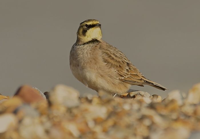 Shorelark