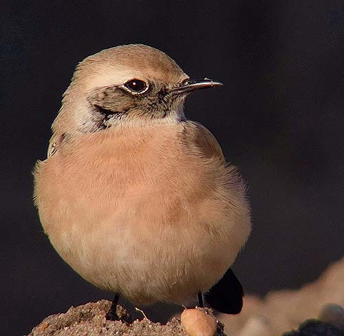 Desert Wheatear
