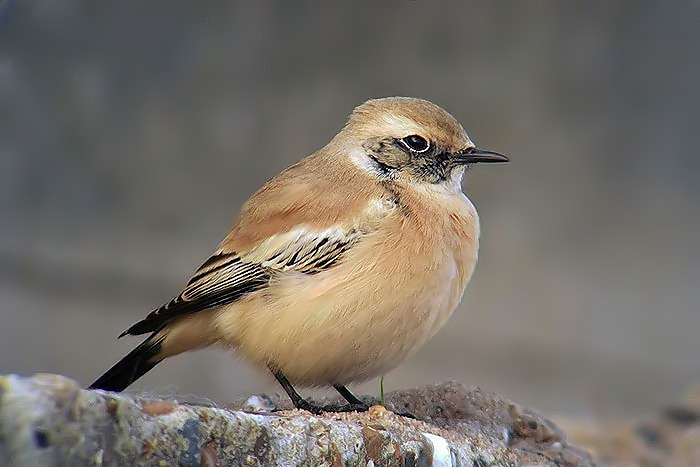 Desert Wheatear