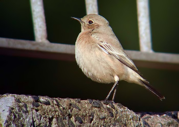 Desert Wheatear