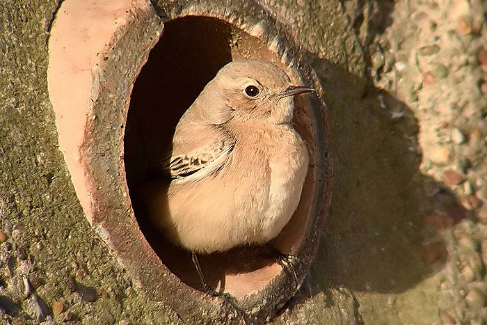 Desert Wheatear