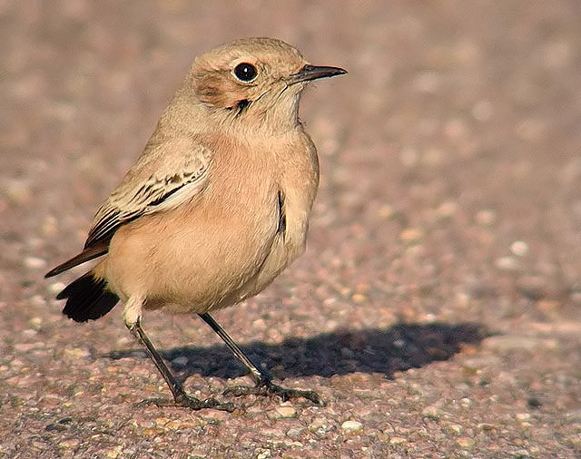 Desert Wheatear