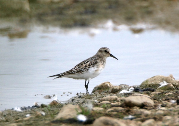 Baird's Sandpiper