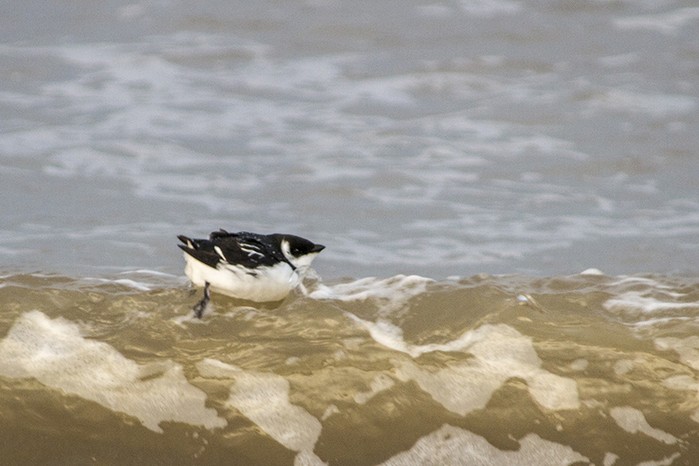 Little Auk