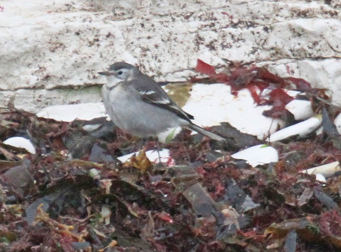 Citrine Wagtail