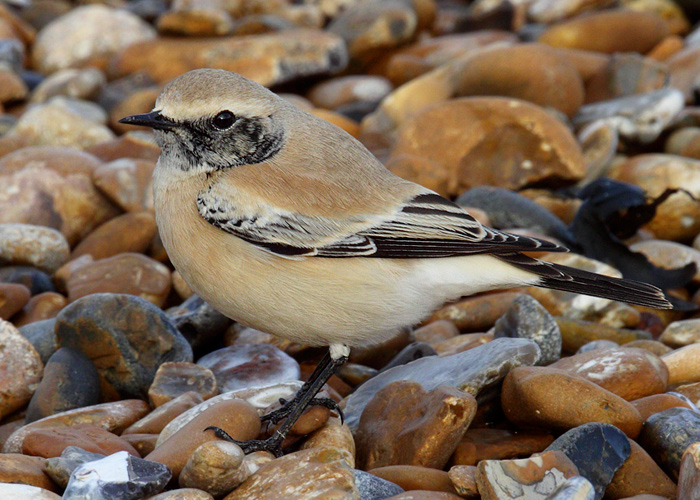 Desert Wheatear