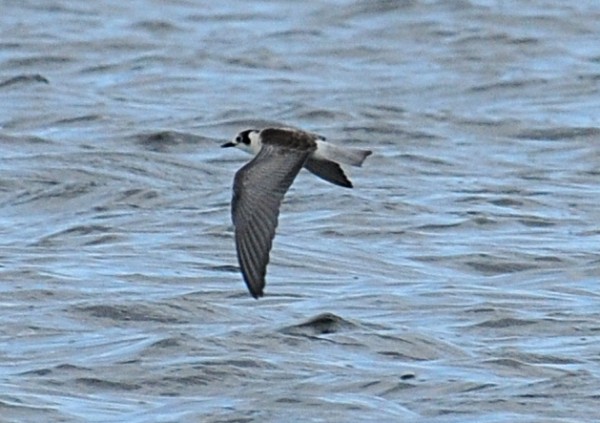 White-winged Black Tern