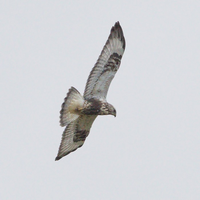 Rough-legged Buzzard