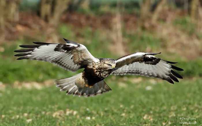 Rough-legged Buzzard