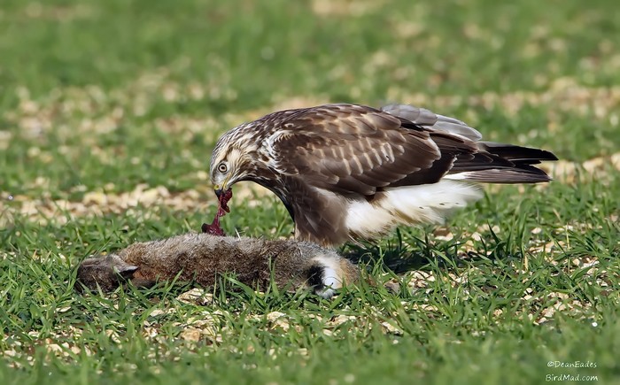 Rough-legged Buzzard