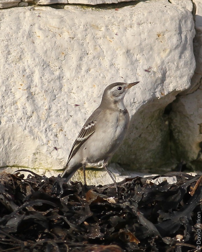 Citrine Wagtail