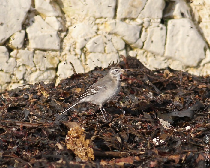 Citrine Wagtail
