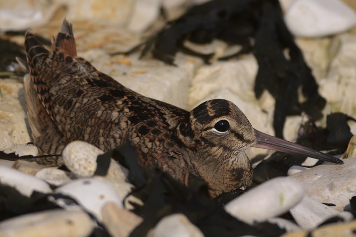 Woodcock