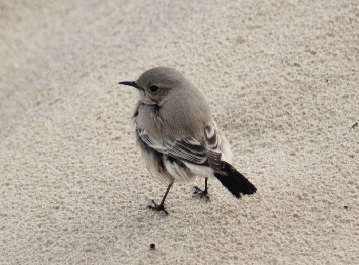 Desert Wheatear