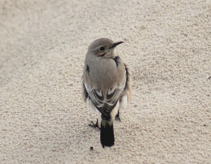 Desert Wheatear