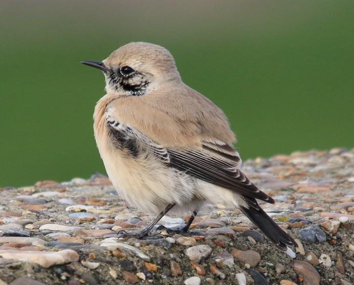 Desert Wheatear